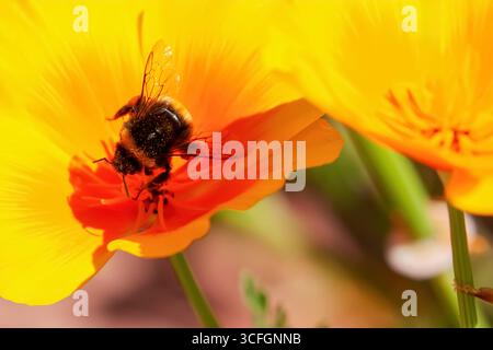 Hummel aus nächster Nähe sammelt Pollen auf einem gelben kalifornischen Mohnblumenkopf. Stockfoto