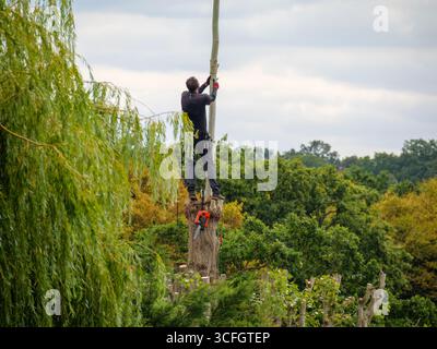 Ein professioneller Baumchirurg, der Bestollungsarbeiten an einem Baum in einem Wohngarten in London, Großbritannien, durchführt Stockfoto