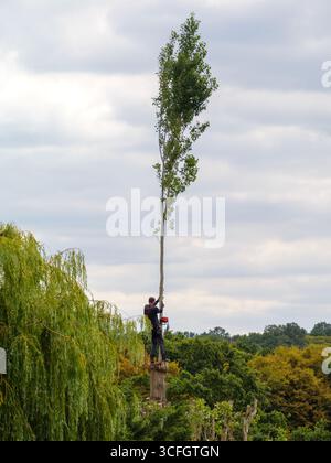 Ein professioneller Baumchirurg, der Bestollungsarbeiten an einem Baum in einem Wohngarten in London, Großbritannien, durchführt Stockfoto