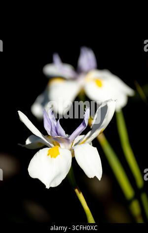 Zwei Blüten von Diäten grandiflora, zwei Nachtlilie, afrikanische Iris im australischen Garten im Winter. Weiße, gelbe und violette Blüten, dunkler Hintergrund. Stockfoto