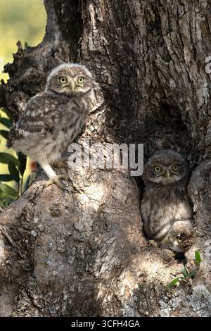 Kleine Eulenküken in der Höhle eines Olivenbaums, wo sich das Nest im ersten Licht eines späten Frühlingstages befindet Stockfoto