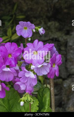 Weiche lila Blumen wachsen in einem Garten in Darjeeling, Indien Stockfoto
