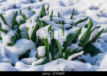 Grüne Tulpensprossen, die im april im Frühjahr mit Schnee bedeckt sind, Nahaufnahme. Junge Tulpenblüten, die in der Frühjahrssaison durch den Schnee wachsen. Stockfoto