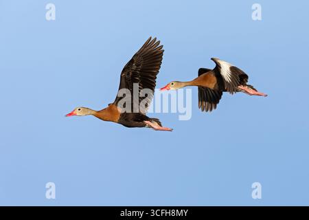 Zwei Schwarzbauchpfeifenenten (Dendrocygna autumnalis) im Flug. Stockfoto