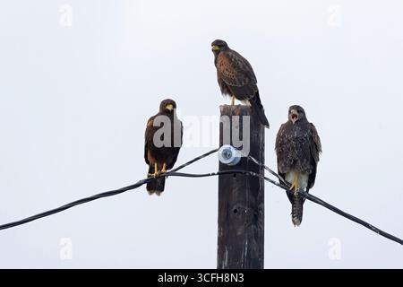 Zwei Jugendliche und Erwachsene Harris-Falken (Parabuteo unicinctus) hockten. Stockfoto