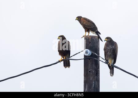 Zwei Jugendliche und Erwachsene Harris-Falken (Parabuteo unicinctus) hockten. Stockfoto