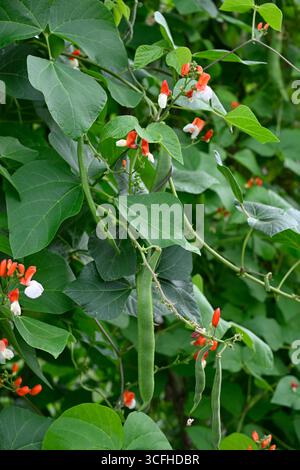 Rote und weiße Sommerblumen und grüne Schoten und Laub der Läuferbohne, Phaseolus coccineus 'Painted Lady' UK Garden August Stockfoto