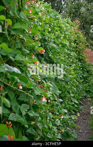Gemischte Sommerpflanzen aus rot und weiß geblümten Läuferbohnen oder Phaseolus coccineus Painted Lady, White Moonlight und Red Rum UK Garden August Stockfoto