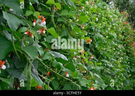 Gemischte Sommerpflanzen aus rot und weiß geblümten Läuferbohnen oder Phaseolus coccineus Painted Lady, White Moonlight und Red Rum UK Garden August Stockfoto