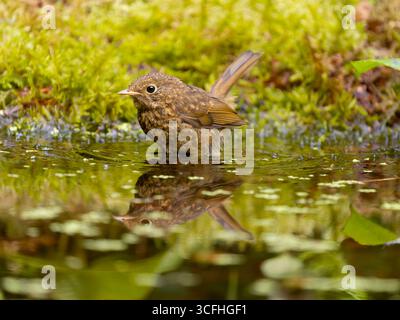 Robin, Erithacus rubecula, Single juvenile Bird in Water, Norfolk, August 2025 Stockfoto