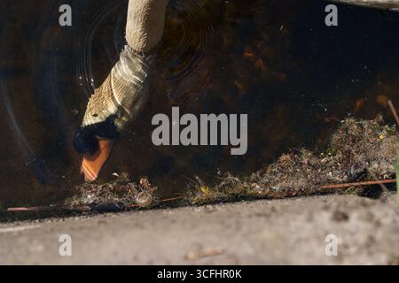 Schwan mit Kopf unter Wasser während der Fütterung, aus nächster Nähe mit Kräuseln und schwimmender Vegetation auf der Wasseroberfläche. Stockfoto