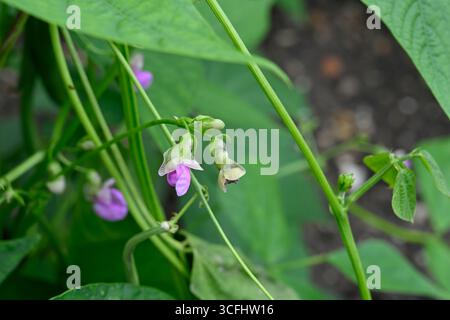 Mauve Sommerblumen und grünes Laub der kletternden französischen Bohnen oder Phaseolus vulgaris „Cobra“ UK Garden August Stockfoto