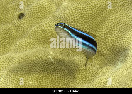 Unterwasserfoto Nahaufnahme von blau gestreiftem Säbelzahnblenny (Plagiotremus rhinorhynchos) blau gestreifter Blenni blau gestreifter Blenni vor kleinem- Stockfoto