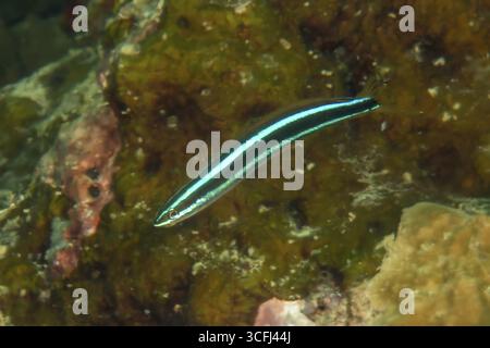 Unterwasserfoto Nahaufnahme von blau gestreiftem Säbelzahnblenny (Plagiotremus rhinorhynchos) blau gestreiftem Blenni Blau gestreiftes Blenni, Pazifik, Ya Stockfoto