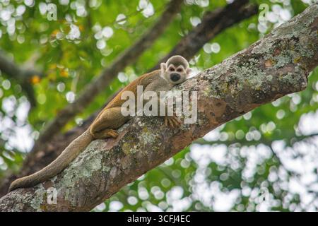 Ein Eichhörnchenaffe, der sich auf einem Baumzweig in Tolima, Kolumbien, entspannt und die lokale Tierwelt und die üppige natürliche Umgebung präsentiert. Stockfoto