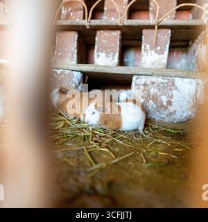 Traditionelles Meerschweinchen in einem rustikalen Korral in Cusco, Peru. Cuyes sind Teil der Andenkultur, die oft wegen ihres Essens und ihrer lokalen Traditionen aufgezogen wird. Stockfoto