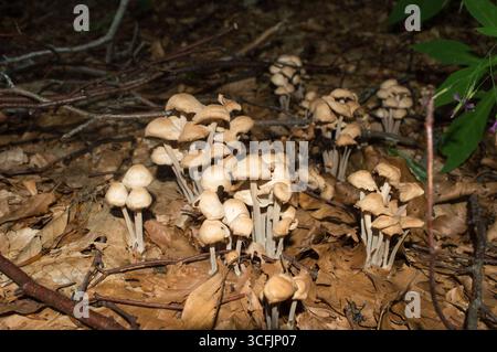 Pilzhaufen auf dem Waldgrund im Herbst, möglicherweise gemeine Haube, Mycena galericulata Stockfoto