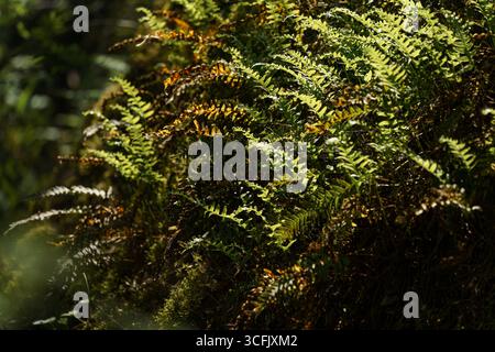Nahaufnahme von grünen Farnen, die im Sommer in einem sonnendurchfluteten Wald wachsen Stockfoto