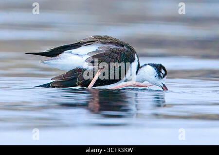 Eine Schwarzhalsstelze liegt im Wasser, während sie im Soap Lake, Washington, nach Nahrung sucht. Stockfoto