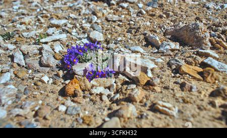 Nahaufnahme der Alpenröte (Linaria alpina) – detaillierte Ansicht der leuchtenden violetten Blumen und des alpinen Lebensraums. Stockfoto
