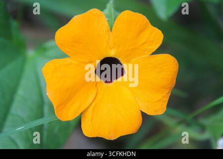 Nahaufnahme einer gelben Blume mit einem farbigen Hintergrund mit komplexen Blütenblättern in horizontaler Ausrichtung (Thunbergia alata) Stockfoto