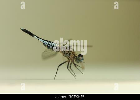 Eine Nahaufnahme einer leuchtend blauen männlichen Libelle auf einer flachen Oberfläche, die komplizierte Details aus der Seitenansicht in isoliertem weißen Hintergrund zeigt Stockfoto