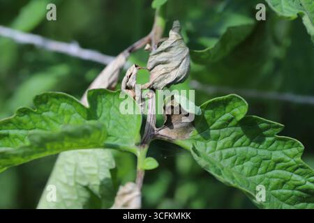Tomaten die Kraut-und Knollenfäule (Phytophthora Infestans) Verletzungen und Schäden an Tomaten-Blätter Stockfoto
