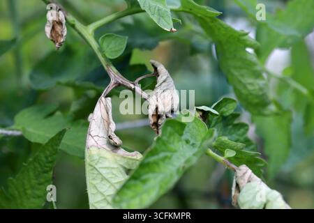 Blätter von Tomaten die Kraut-und Knollenfäule Phytophthora Infestans auf Tomaten Stockfoto
