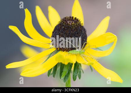 Eine lebendige grüne Lynx-Spinne, Peucetia viridans, auf einer schwarzäugigen Susan-Blume. Stockfoto