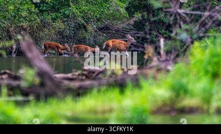 Odocoileus virginianus führt ihre beiden Kühe über den Tippecanoe River in Indiana Stockfoto