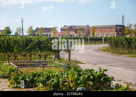 Die Jackson-Triggs Winery and Vineyards in Niagara-on-the-Lake, Ontario, Kanada Stockfoto