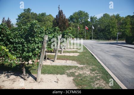 Die Jackson-Triggs Winery and Vineyards in Niagara-on-the-Lake, Ontario, Kanada Stockfoto