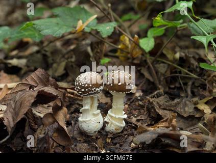 Wilde Pilze, die im Wald wachsen - Amanita pantherina Stockfoto