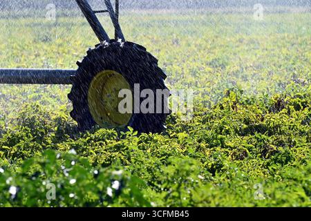 Räder aus der großen Bewässerungsanlage, die im Sommer landwirtschaftliche Felder bewässern Stockfoto