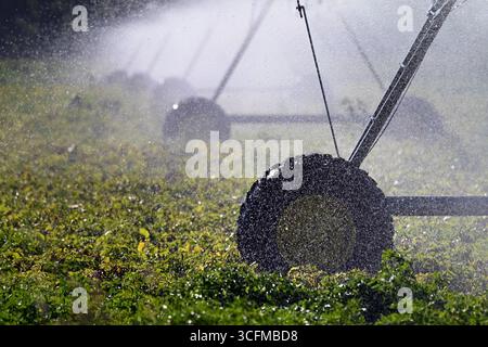 Räder aus der großen Bewässerungsanlage, die im Sommer landwirtschaftliche Felder bewässern Stockfoto