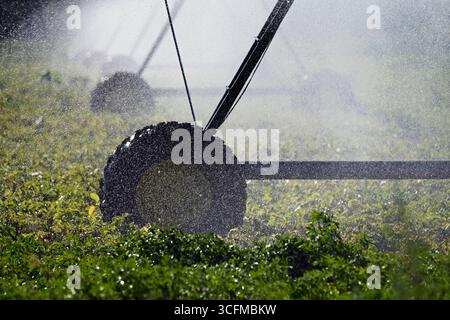 Räder aus der großen Bewässerungsanlage, die im Sommer landwirtschaftliche Felder bewässern Stockfoto