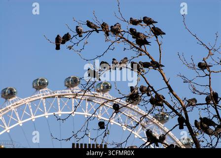 London Eye, London, England, Frühjahr 2007 Stockfoto