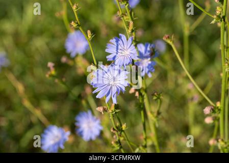 Gemeinsame Zichorie, Cichorium intybus blaue Sommerblumen Nahaufnahme selektiver Fokus Stockfoto