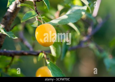 Mirabelle Pflaume, Prunus domestica gelbe Frucht im Obstangennahmesektor Stockfoto