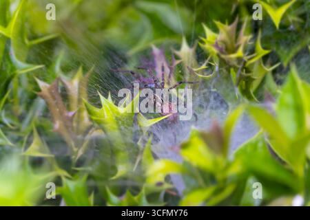 Grasspinne (Agelenopsis) auf ihrem Netz, gewebt auf einem Busch Stockfoto