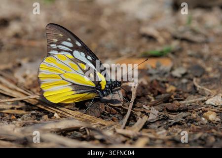 Seitenansicht des gefleckten Sägezahns (Prioneris thestylis), der auf dem nassen Schmutz speist, Thailand Stockfoto