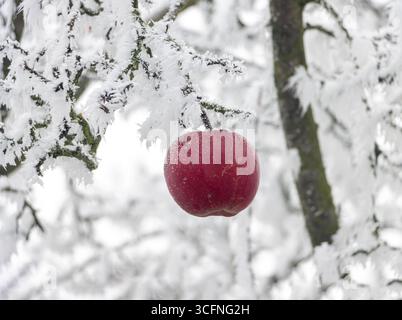 Ein einsamer roter Apfel hängt an einem frostbedeckten Zweig inmitten eines ruhigen Wintergartens Stockfoto