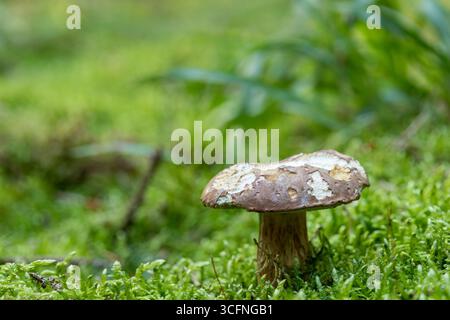 Boletus edulis essbarer Pilz auf Waldboden mit Tierbitemarks, Herbstwaldbild des Pilzes Stockfoto