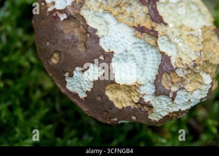 Boletus edulis essbarer Pilz auf Waldboden mit Tierbitemarks, Herbstwaldbild des Pilzes Stockfoto