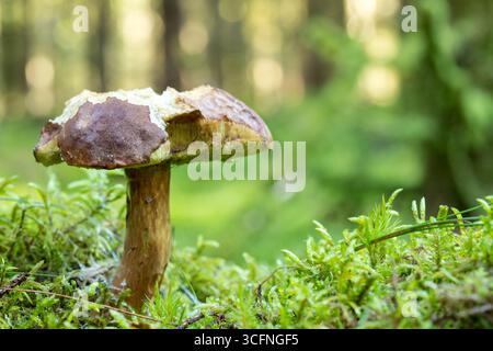 Boletus edulis essbarer Pilz auf Waldboden mit Tierbissen, Herbstwaldbild von Pilzen, essbarer Pilz im Wald Stockfoto