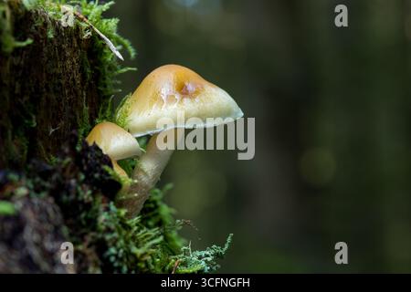 Hypholoma capnoides Pilze, auch bekannt als Conifer Tuft, wachsen auf einem moosbedeckten Baumstumpf in einer üppigen, grünen Waldlandschaft Stockfoto