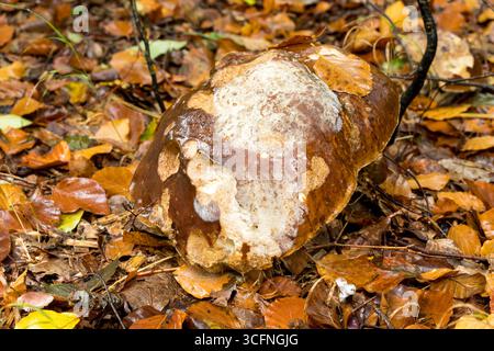 Sehr großer Boletus edulis essbarer Pilz auf Waldboden mit Tierbitemarks, Herbstwaldbild des Pilzes Stockfoto