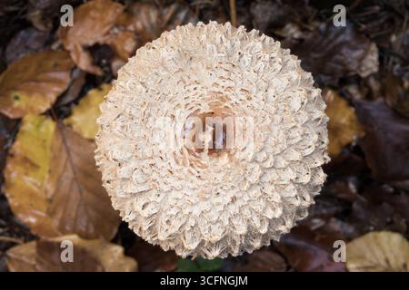 Macrolepiota procera, der Parasol Pilhroom auf einem moosigen Waldboden mit wunderschönem Blumenmuster auf der Kappe, Herbstwald leben Stockfoto