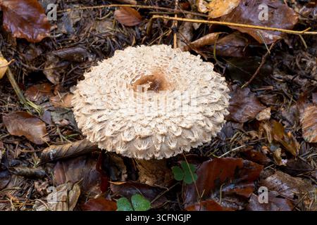 Macrolepiota procera, der Parasol Pilhroom auf einem moosigen Waldboden mit wunderschönem Blumenmuster auf der Kappe, Herbstwald leben Stockfoto