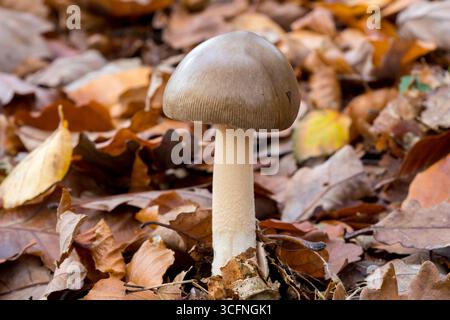 Pilz (Amanita vaginata) im Herbstwald zwischen Blättern auf dem Boden, schöner Pilz im Wald mit Blättern um den Herbst Stockfoto